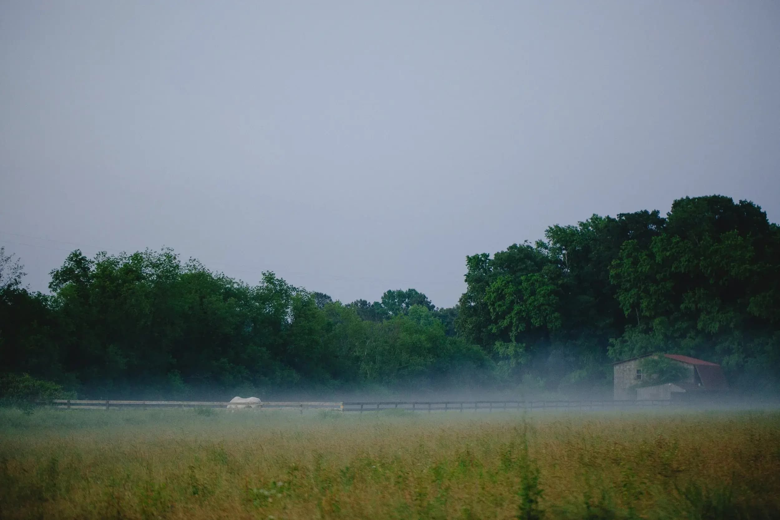 A misty morning rolling across the meadow at Celeste Farms