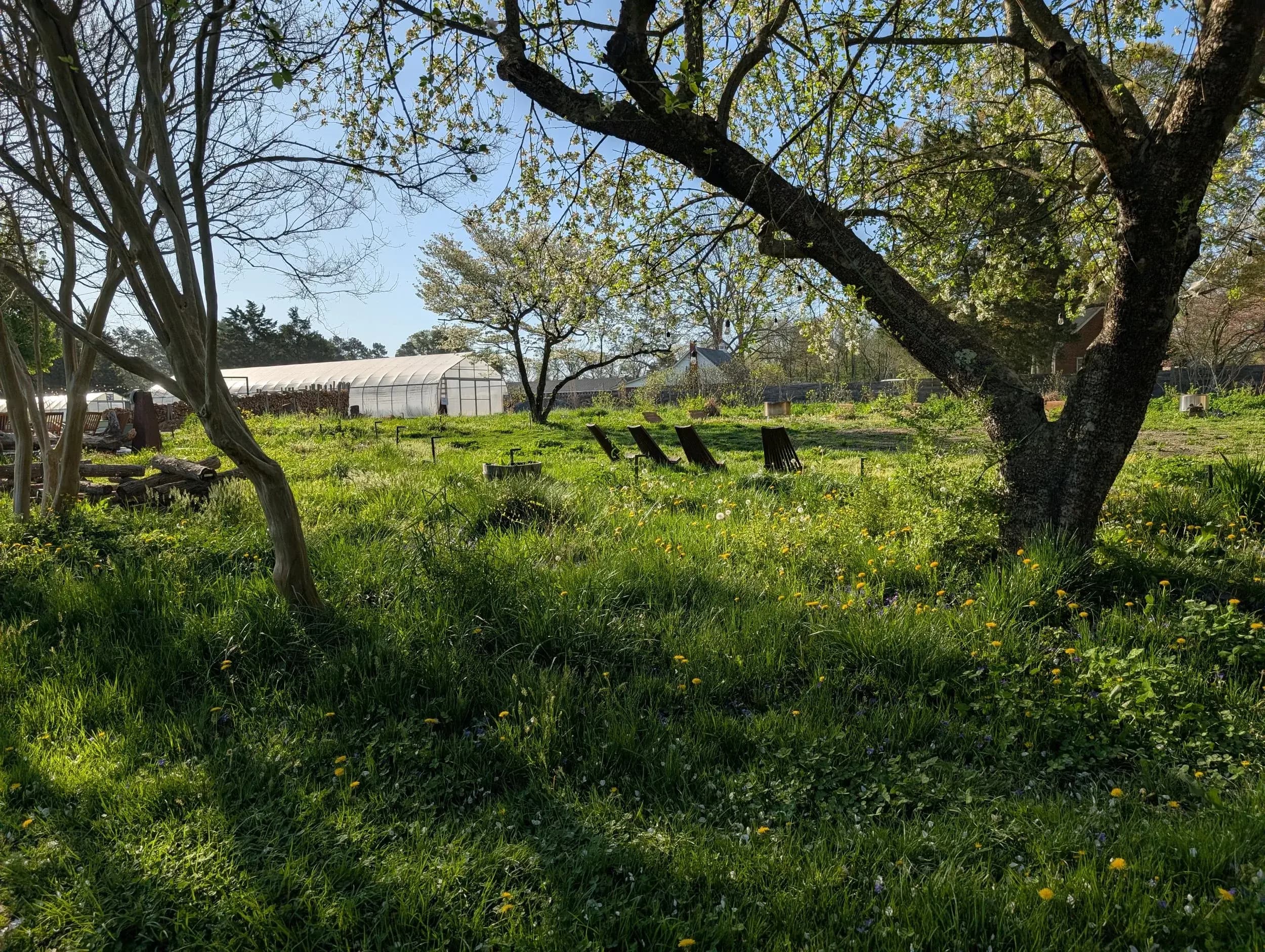 Adirondack chairs under the orchard trees with the greenhouse in the distance