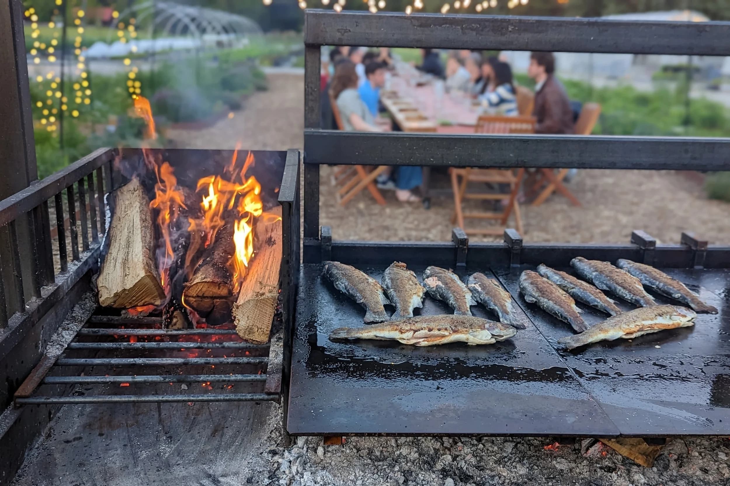 Whole trout cooking over the open fire with guests at the long table in the background