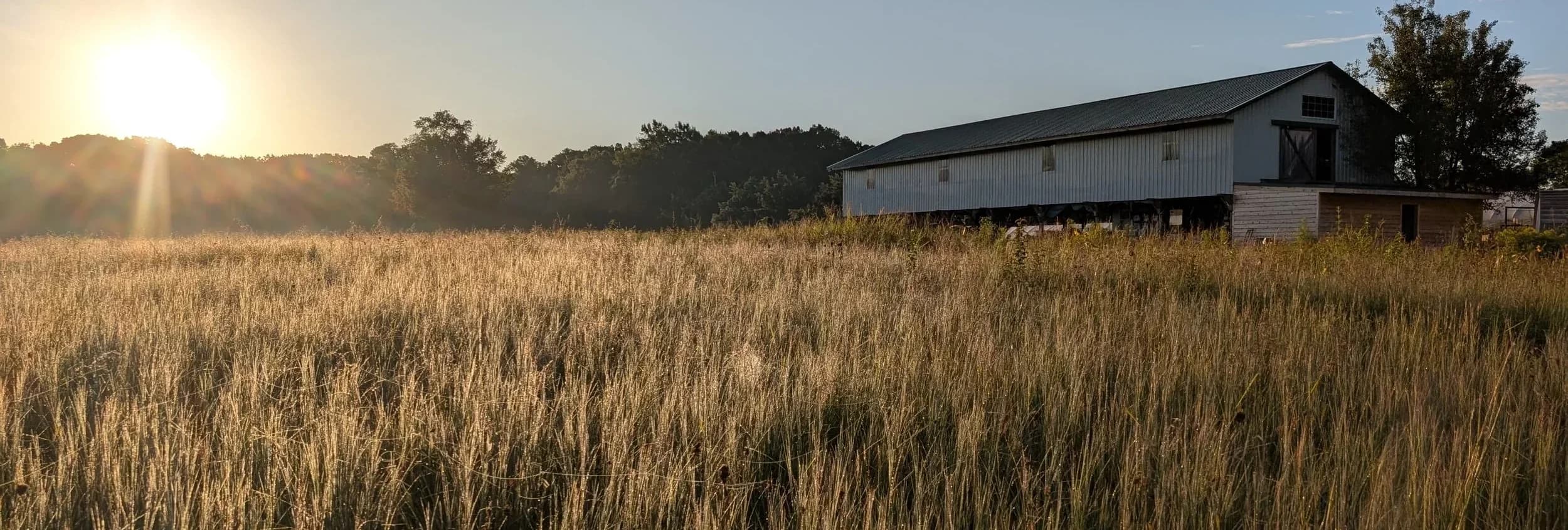 Wheat field and barn at sunrise at Celeste Farms