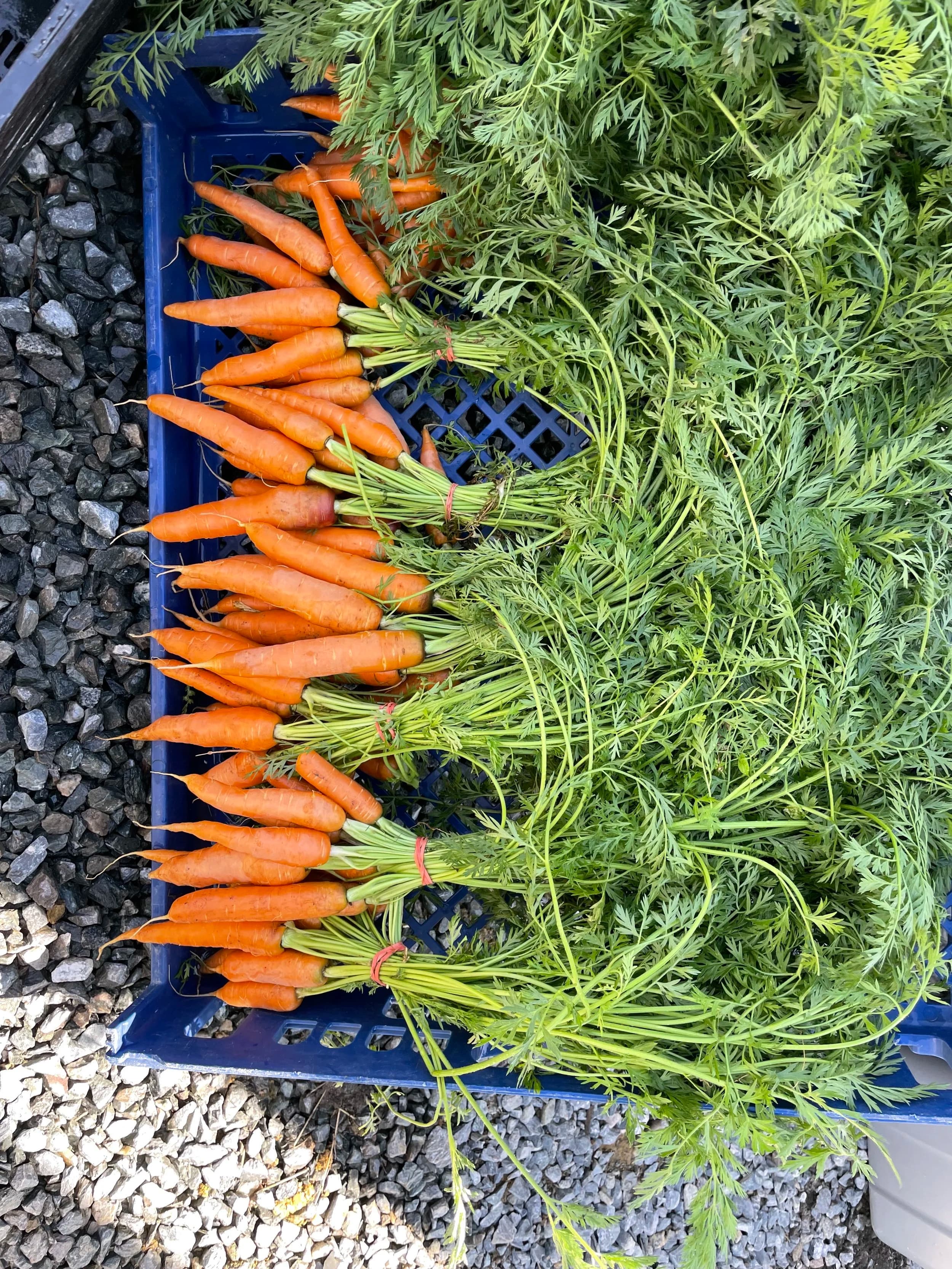 A crate of freshly harvested carrots