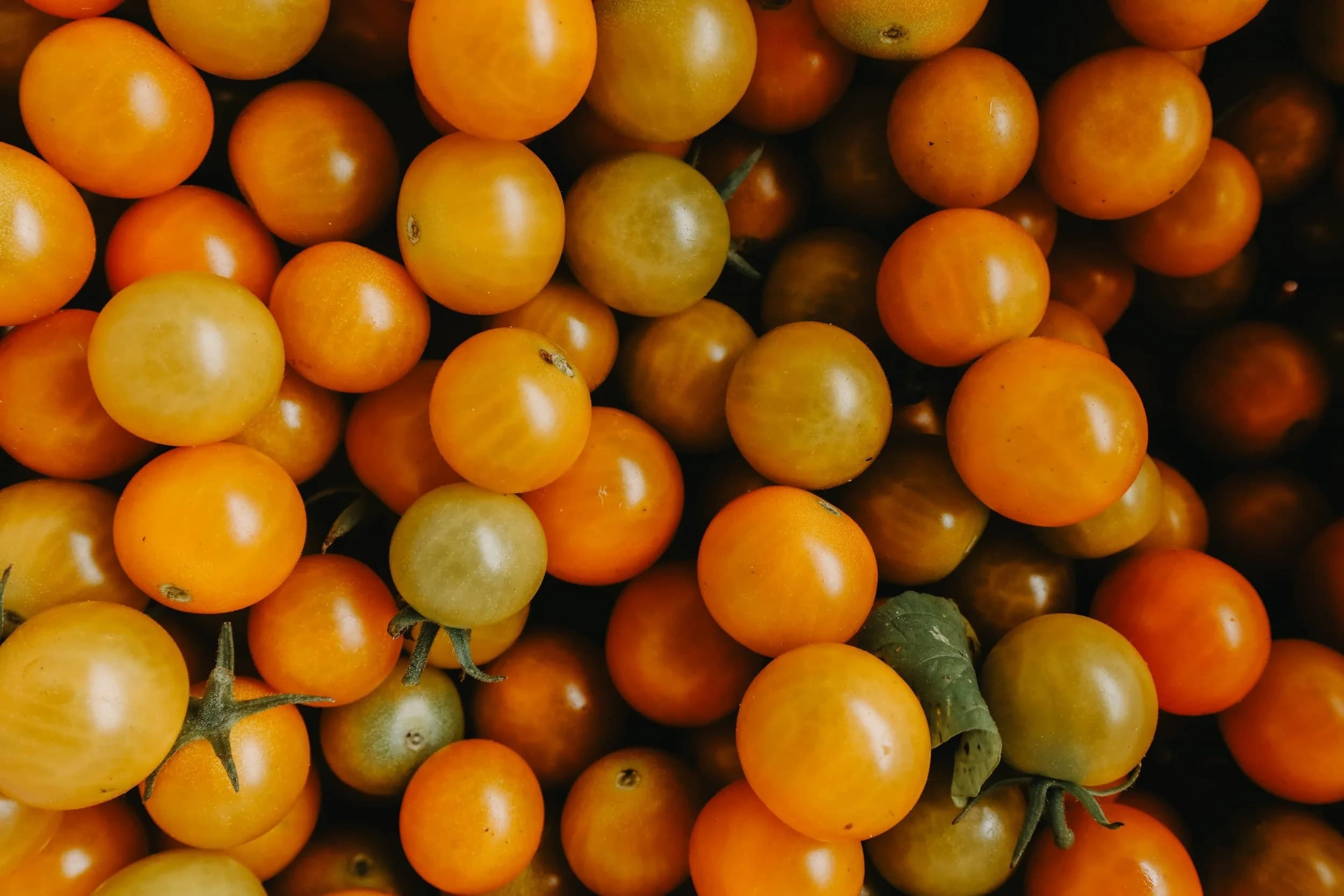 Cherry tomatoes fresh from the vine